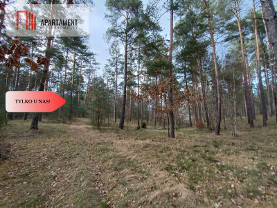 Tylko u nas Las z brzozami sosnami i stawem - powiat starogardzki  -
Pomorskie Zdjęcie nr 5