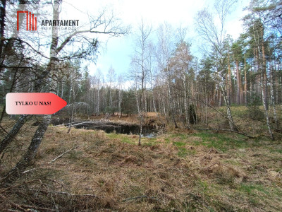 Tylko u nas Las z brzozami sosnami i stawem - powiat starogardzki  -
Pomorskie Zdjęcie nr 6