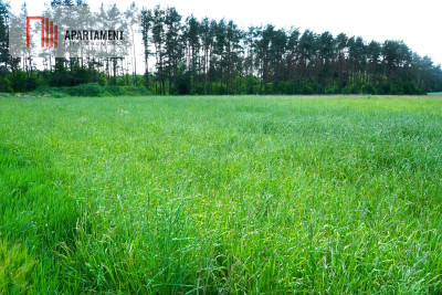 Urokliwe działki nad jeziorem Brzuchowo - powiat sępoleński  -
Kujawsko-Pomorskie Zdjęcie nr 5