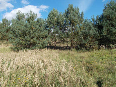 Na sprzedaż działka budowlana - Karczewko -
wielkopolskie Zdjęcie nr 2