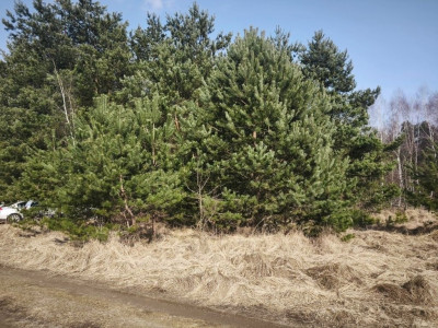 Na sprzedaż działka budowlana - Karczewo -
wielkopolskie Zdjęcie nr 2