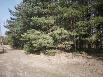 Na sprzedaż działka budowlana - Karczewo -
wielkopolskie Zdjęcie nr 5