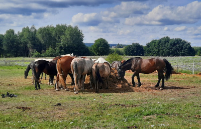 Atrakcyjna działka budowlana (uzbrojona) -
Pomorskie Zdjęcie nr 5