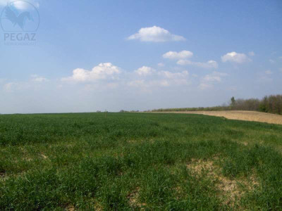 Na sprzedaż działka rolna - Nienawiszcz -
wielkopolskie Zdjęcie nr 4