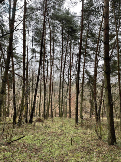 Na sprzedaż działka inwestycyjna - Lutom -
wielkopolskie Zdjęcie nr 5