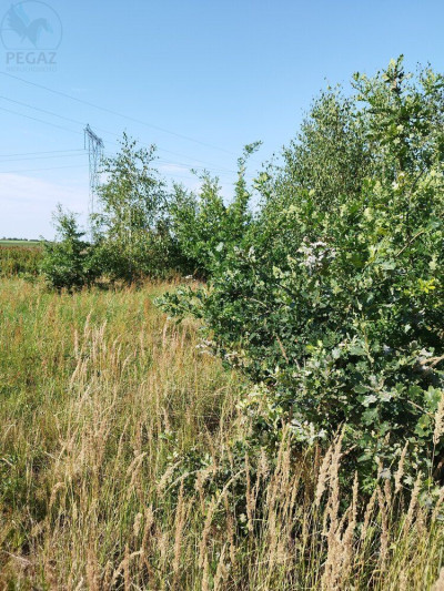 Na sprzedaż działka budowlana - Lubikowo -
lubuskie Zdjęcie nr 6
