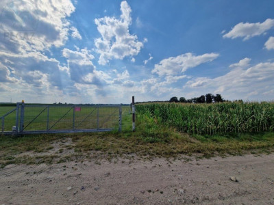 Na sprzedaż działka rolna - Zborowo -
wielkopolskie Zdjęcie nr 4