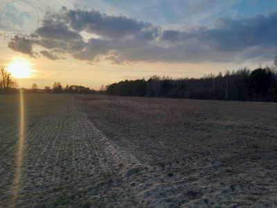 Na sprzedaż działka budowlana - Trzciel -
lubuskie Zdjęcie nr 6