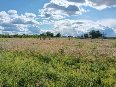 Działka budowlana z PRĄDEM w Ostrołęce k Głowna - Ostrołęka  -
Łódzkie Zdjęcie nr 3