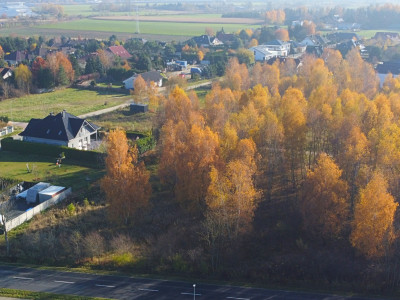 Sady pod Poznaniem  Działka z brzozami  1544 m2 - Sady  -
Wielkopolskie Zdjęcie nr 10