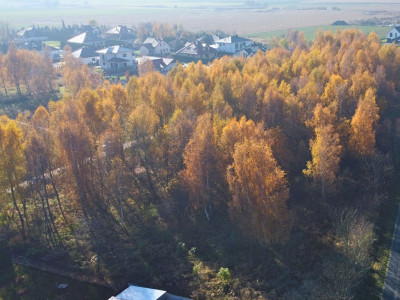 Sady pod Poznaniem  Działka z brzozami  1544 m2 - Sady  -
Wielkopolskie Zdjęcie nr 11