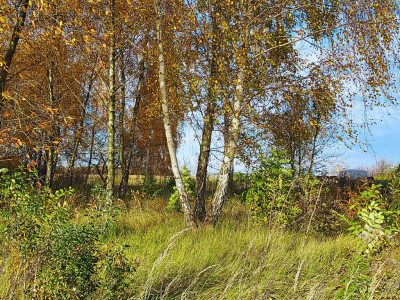 Sady pod Poznaniem  Działka z brzozami  1544 m2 - Sady  -
Wielkopolskie Zdjęcie nr 3