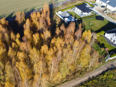 Sady pod Poznaniem  Działka z brzozami  1544 m2 - Sady  -
Wielkopolskie Zdjęcie nr 4