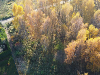 Sady pod Poznaniem  Działka z brzozami  1544 m2 - Sady  -
Wielkopolskie Zdjęcie nr 8