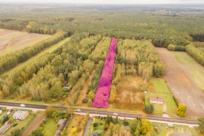 Własny las cisza i zapach żywicy -siedlisko - Stefanów  -
Łódzkie Zdjęcie nr 3