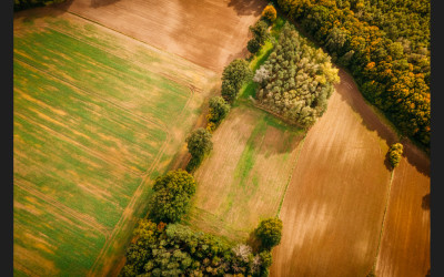 Piękna działka z lasem - Dobra Nadzieja  -
Wielkopolskie Zdjęcie nr 11