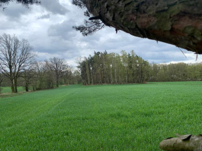 Piękna działka z lasem - Dobra Nadzieja  -
Wielkopolskie Zdjęcie nr 6