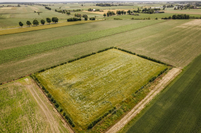 Działka 3000 m z dala od aglomeracji - Żelazków  -
Wielkopolskie Zdjęcie nr 8