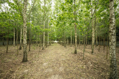 Atrakcyjna budowlana działka w Głownie - Głowno  -
Łódzkie Zdjęcie nr 4
