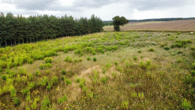 Działka 3000 m2 puszcza zielonka - Kicin  -
Wielkopolskie Zdjęcie nr 3