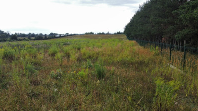 Działka 3000 m2 puszcza zielonka - Kicin  -
Wielkopolskie Zdjęcie nr 8