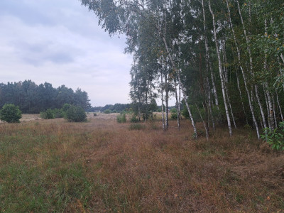 Działki rolne 3000 m  w Olszewce w gm Lelis - Olszewka  -
Mazowieckie Zdjęcie nr 11