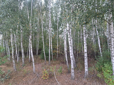 Działki rolne 3000 m  w Olszewce w gm Lelis - Olszewka  -
Mazowieckie Zdjęcie nr 12