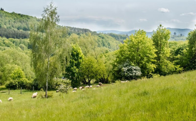 Działka - 15 arów Wilcza -Kłodzko - Wilcza  -
Dolnośląskie Zdjęcie nr 12