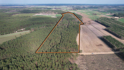 123 ha lasu w rozsądnych pieniądzach - Żebry-Perosy  -
Mazowieckie Zdjęcie nr 2