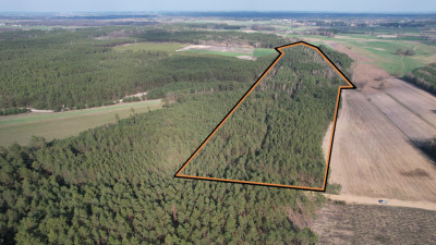 123 ha lasu w rozsądnych pieniądzach - Żebry-Perosy  -
Mazowieckie Zdjęcie nr 3