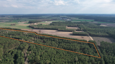 123 ha lasu w rozsądnych pieniądzach - Żebry-Perosy  -
Mazowieckie Zdjęcie nr 8
