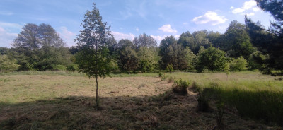 Działka pod Twój dom 15 ar WZ w trakcie - Nowy Kisielin  -
Lubuskie Zdjęcie nr 8