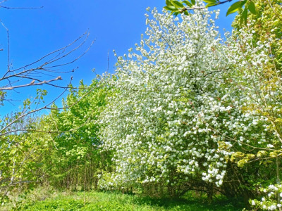 OKAZJA Dobrzyń - 956ha możliwa zabudowa - Dobrzyń  -
Zachodniopomorskie Zdjęcie nr 12