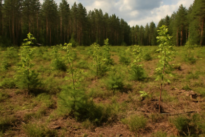 Posadź swój las zostaw coś po sobie - Saki  - Podlaskie
