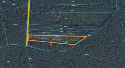 Grunt leśny z postępującą sukcesją naturalną - Podbiele  -
Mazowieckie Zdjęcie nr 2
