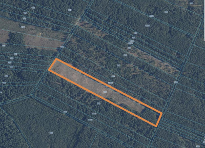 Grunt leśny z postępującą sukcesją naturalną - Podbiele  -
Mazowieckie Zdjęcie nr 5