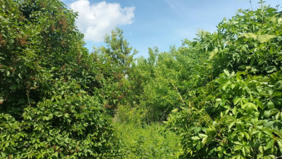 Działka budowlana  centrum 2606 m - Jędrzejów  -
Świętokrzyskie Zdjęcie nr 14