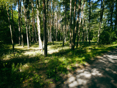 Leśne zacisze czeka na Ciebie - Księstwo  - Łódzkie