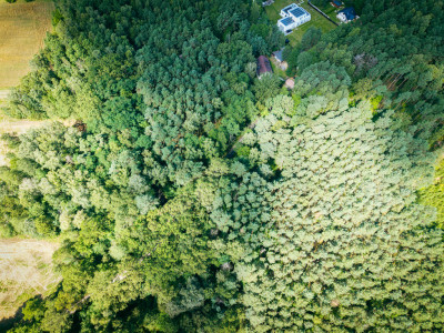 Leśne zacisze czeka na Ciebie - Księstwo  -
Łódzkie Zdjęcie nr 4
