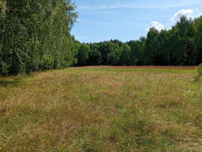 Działka na odludziu Tak i to konkretna - Holendry  -
Świętokrzyskie Zdjęcie nr 13