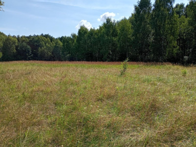 Działka na odludziu Tak i to konkretna - Holendry  -
Świętokrzyskie Zdjęcie nr 5