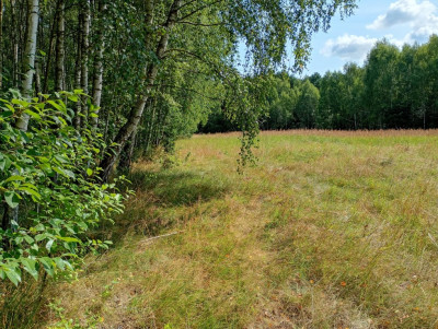 Działka na odludziu Tak i to konkretna - Holendry  -
Świętokrzyskie Zdjęcie nr 8