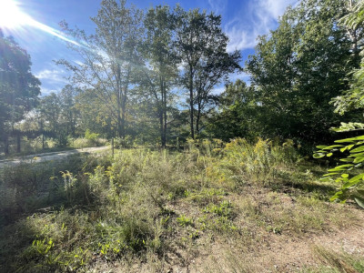 Zielone płuca miasta i miejski komfort - Łódź-Polesie  -
Łódzkie Zdjęcie nr 6