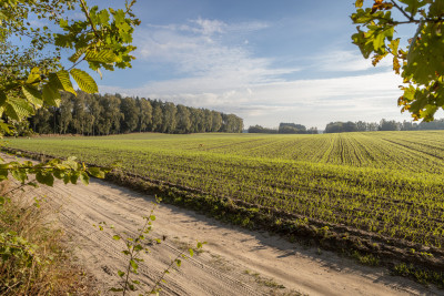 Obudź się nad jeziorem  działki na sprzedaż - Skrzynki  -
Kujawsko-Pomorskie Zdjęcie nr 13
