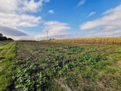 Działka w sąsiedztwie zabudowy - cicha okolica - Sietesz  -
Podkarpackie Zdjęcie nr 2