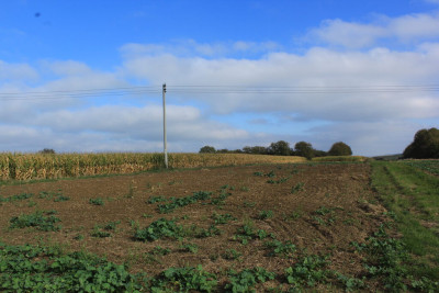 Działka w sąsiedztwie zabudowy - cicha okolica - Sietesz  -
Podkarpackie Zdjęcie nr 3