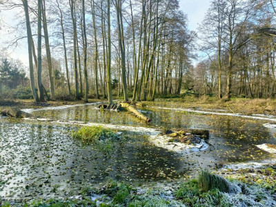 Wymarzone siedlisko - las jezioro rzeka - Uniemyśl  -
Zachodniopomorskie Zdjęcie nr 7
