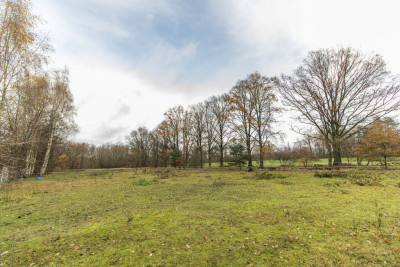 Płaska działka 134 ha idealna pod inwestycję - Drzeniów  -
Lubuskie Zdjęcie nr 6