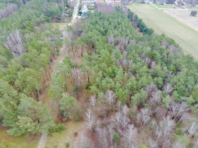 Twoja oaza w lesie - Romanów  -
Łódzkie Zdjęcie nr 10