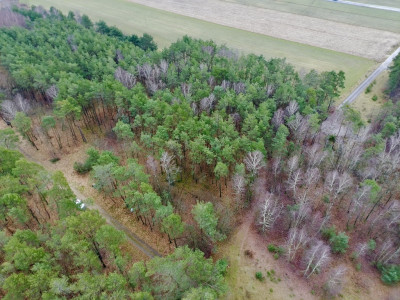 Twoja oaza w lesie - Romanów  -
Łódzkie Zdjęcie nr 11